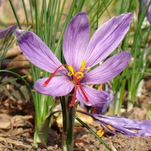 Saffron Crocus Bulbs - 100 Large Crocus Sativus Bulbs 9/10cm