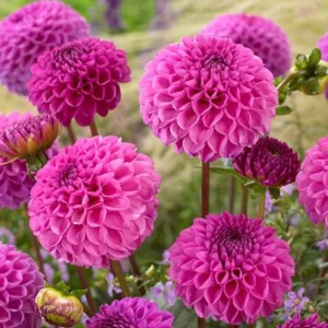 1 Franz Kafka Dahlia Tuber Live for Planting, Dark Pink Dahlia Tuber Easy to Grow Flowers for Your Home and Garden
