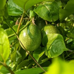 Purple Passion Fruit Vine Plant - Grow Your Own Delicious Fruit