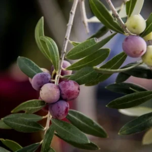 Arbequina Olive Tree Plant Starter - 4-6 Inch Hardy Outdoor Olive Tree