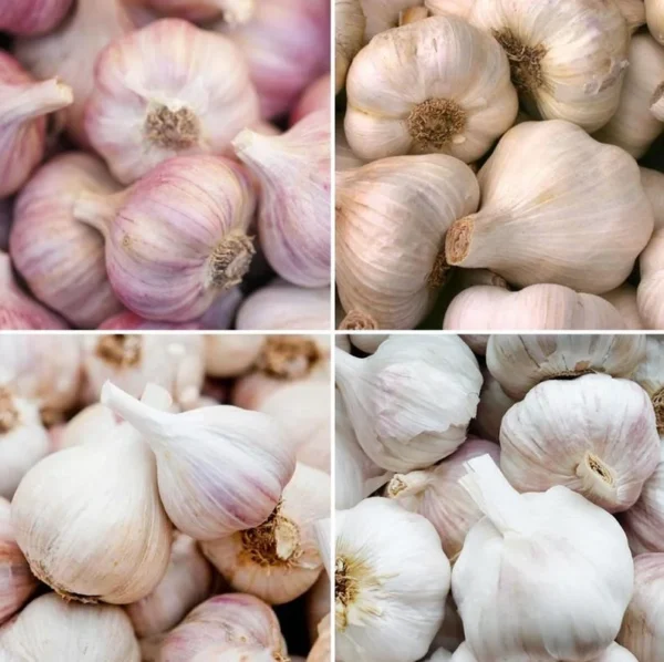 4 Mixed Garlic Bulbs for Planting and Gardening, Hardneck Garlic Tubers, White Red Purple Garlic Bulbs