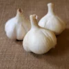4 Music Garlic Bulbs for Planting and Gardening, Hardneck Garlic Tubers, White Garlic