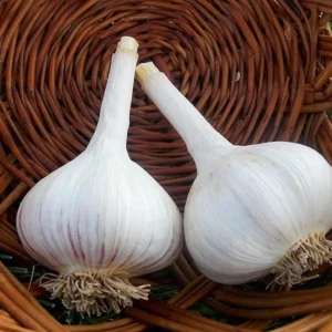 4 Music Garlic Bulbs for Planting and Gardening, Hardneck Garlic Tubers, White Garlic