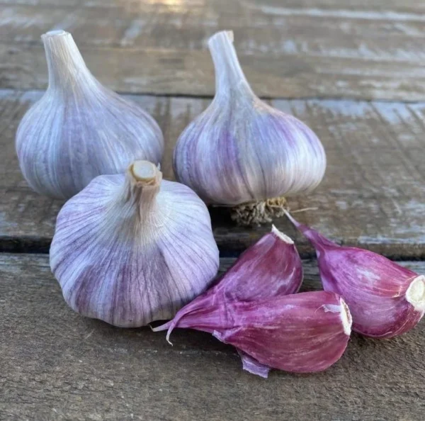 4 Peruvian Purple Stripe Garlic Bulbs for Planting and Gardening, Hardneck Garlic Tubers Purple Garlic