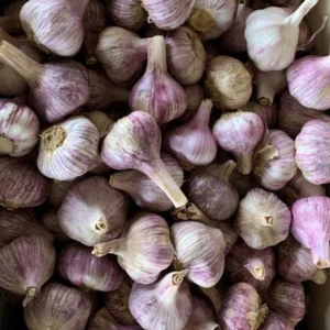 4 Peruvian Purple Stripe Garlic Bulbs for Planting and Gardening, Hardneck Garlic Tubers Purple Garlic