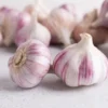 4 Red Russian Garlic Bulbs for Planting and Gardening, Hardneck Garlic Tubers
