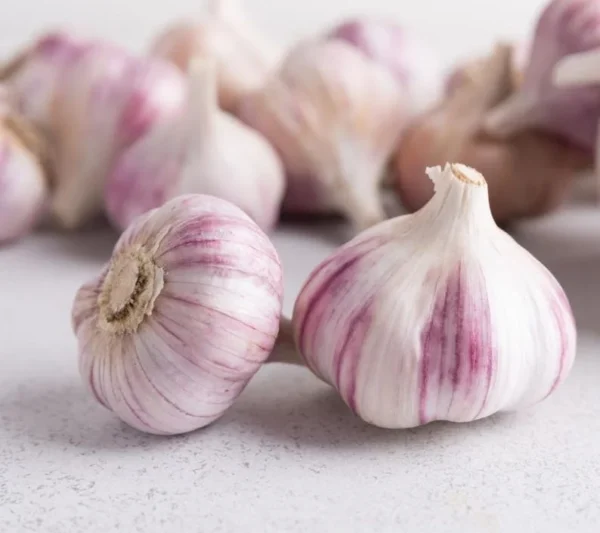 4 Red Russian Garlic Bulbs for Planting and Gardening, Hardneck Garlic Tubers
