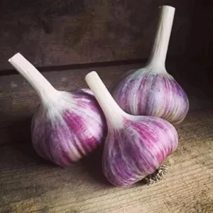 4 Red Russian Garlic Bulbs for Planting and Gardening, Hardneck Garlic Tubers
