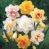 40 Bulbs Double Daffodil Mix Live for Planting, Double Narcissus Bulbs Perennial Flowers Bulbs for Garden