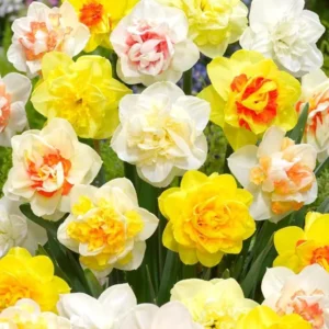 40 Bulbs Double Daffodil Mix Live for Planting, Double Narcissus Bulbs Perennial Flowers Bulbs for Garden