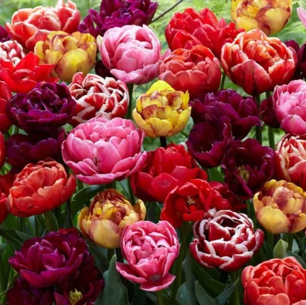 40 Bulbs Double Peony Tulip Mixed Live for Planting, Peony-Flowered Tulip Bulbs Perennial Flowers Bulbs for Garden