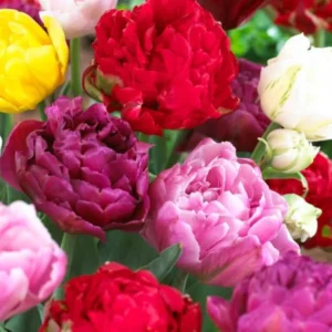 40 Bulbs Double Peony Tulip Mixed Live for Planting, Peony-Flowered Tulip Bulbs Perennial Flowers Bulbs for Garden