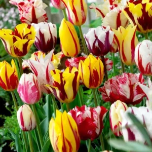40 Bulbs Rembrandt Tulip Mix Live for Planting, Tulip Mix Bulbs Perennial Flowers Bulbs for Garden