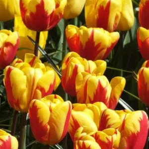 40 Bulbs Rembrandt Tulip Mix Live for Planting, Tulip Mix Bulbs Perennial Flowers Bulbs for Garden