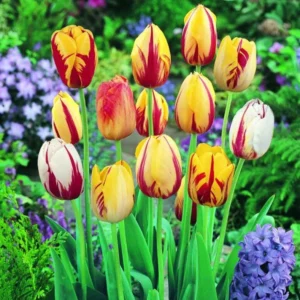 40 Bulbs Rembrandt Tulip Mix Live for Planting, Tulip Mix Bulbs Perennial Flowers Bulbs for Garden