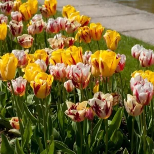 40 Bulbs Rembrandt Tulip Mix Live for Planting, Tulip Mix Bulbs Perennial Flowers Bulbs for Garden