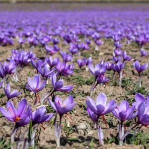 Saffron Crocus Bulbs - 50 Large Fall Crocus Sativus Bulbs 9/10cm