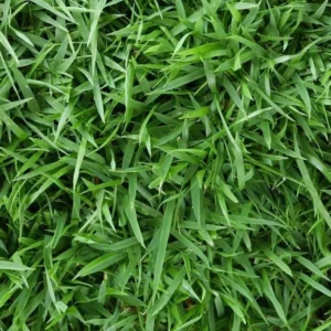 Zoysia Grass Seeds - Zoysia Japonica Ornamental Lawn Seed 1000 Count