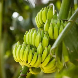 Dwarf Cavendish Banana Tree Fruit Plants - Set of 2 Live Plants
