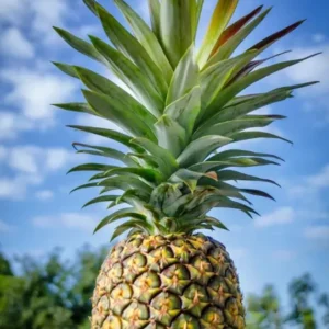 Sugarloaf Pineapple Plant - Live Fruit Tree - 4-6 Inch - Sweet Variety
