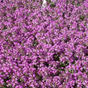 Creeping Thyme Seeds - Ground Cover - 4000 Mixed Seeds - Thymus Serpyllum