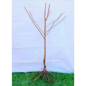 Dwarf Puget Gold Apricot Tree Bare Root Live Plant - Easiest Growing Apricot Tree - Fruit Tree - 2 Years Old 3-4 Feet Tall