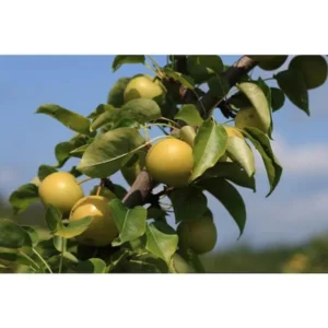 Dwarf Nijisseiki Asian Pear Tree Bare Root Live Plant - Sweetest Asian Pear of All - Fruit Tree - 2 Years Old 3-4 Feet Tall