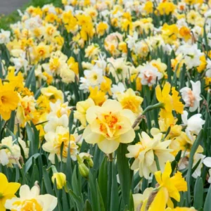 30 Bulbs Double Daffodil Mix Live for Planting, Double Narcissus Bulbs Perennial Flowers Bulbs for Garden