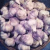 8 Purple Stripe Italian Garlic Bulbs for Planting and Gardening, Hardneck Garlic Tubers
