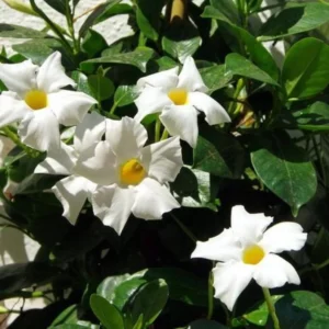 White Mandevilla Plant - Live Vine, 4-6 Inch Tall Flowering Bush Plants