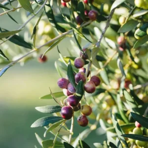 Arbequina Olive Tree Plant Starter - 4-6 Inch Hardy Outdoor Olive Tree