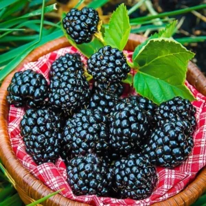 Arapaho Thornless Blackberry Plants Live Bushes 5-8 Inch Tall