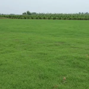 Zoysia Grass Seeds - 10,000 Seeds Ornamental Lawn Grass