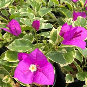 Ice Blueberry Bougainvillea Flowering Plant - 2 Starter Trees - Outdoor Garden