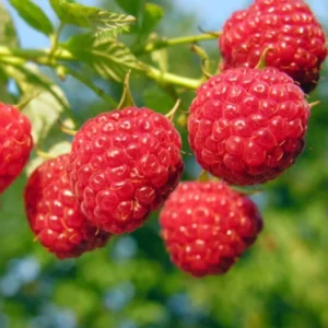 Thornless Raspberry Plants Live - Set of 2 Raspberry Seedlings 5-9 Inches Fruit Trees