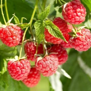 Thornless Raspberry Plants Live - Set of 4 Raspberry Seedlings