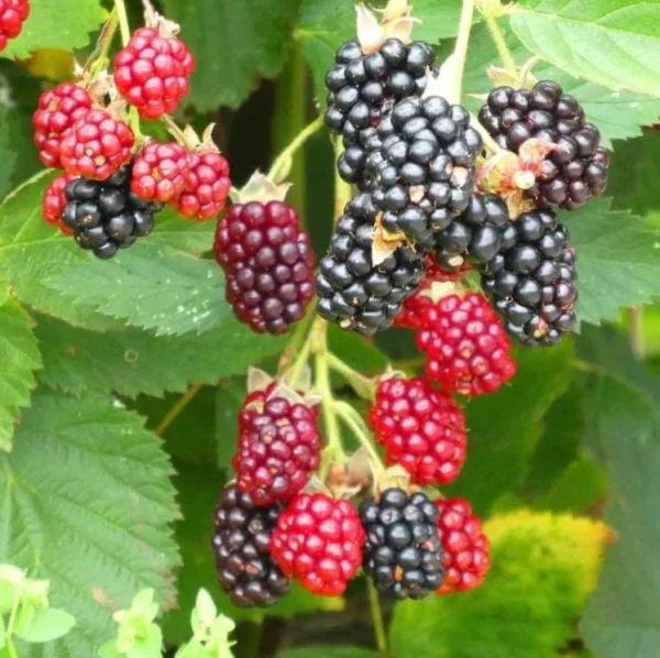Arapaho Thornless Blackberry Plants Live Bushes 5-8 Inch Tall
