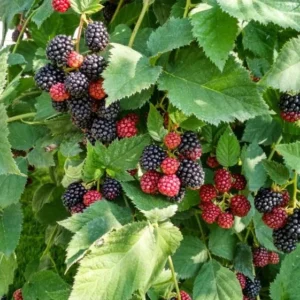 Arapaho Thornless Blackberry Plants Live Bushes 5-8 Inch Tall