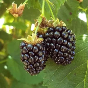 Arapaho Thornless Blackberry Plants Live Bushes 5-8 Inch Tall