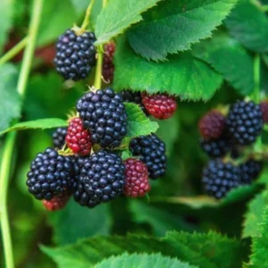 Arapaho Thornless Blackberry Plants Live Bushes 5-8 Inch Tall