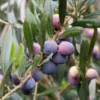 Arbequina Olive Tree Plant Starter - 4-6 Inch Hardy Outdoor Olive Tree