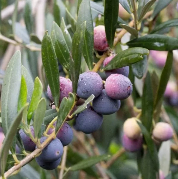 Arbequina Olive Tree Plant Starter - 4-6 Inch Hardy Outdoor Olive Tree
