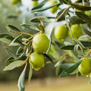 Arbequina Olive Tree Plant Starter - 4-6 Inch Hardy Outdoor Olive Tree