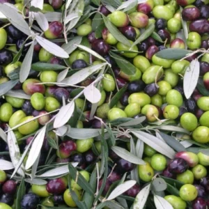Arbequina Olive Tree Plant Starter - 4-6 Inch Hardy Outdoor Olive Tree