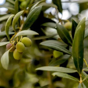 Arbequina Olive Tree Plant Starter - 4-6 Inch Hardy Outdoor Olive Tree