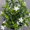 Asian Snow Jasmine Plant Live - Wrightia Antidysenterica - 5-10 Inch Tall Indoor/Outdoor