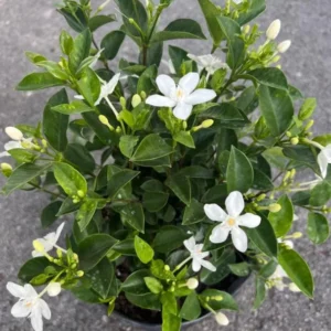 Asian Snow Jasmine Plant Live - Wrightia Antidysenterica - 5-10 Inch Tall Indoor/Outdoor