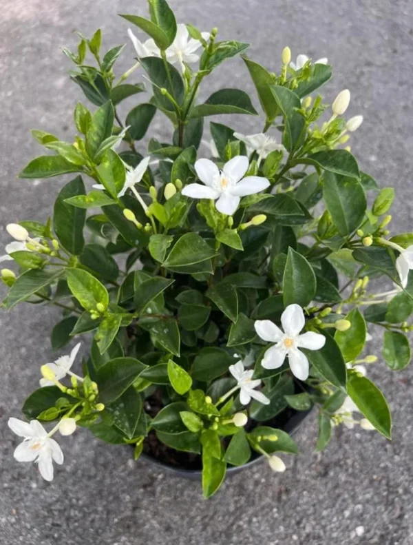 Asian Snow Jasmine Plant Live - Wrightia Antidysenterica - 5-10 Inch Tall Indoor/Outdoor