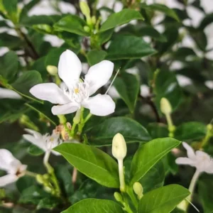 Asian Snow Jasmine Plant Live - Wrightia Antidysenterica - 5-10 Inch Tall Indoor/Outdoor