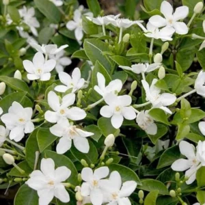 Asian Snow Jasmine Plant Live - Wrightia Antidysenterica - 5-10 Inch Tall Indoor/Outdoor